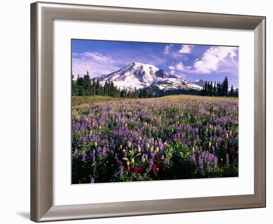 Wildflowers in Mt. Rainier National Park-Stuart Westmorland-Framed Photographic Print