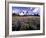 Wildflowers in Mt. Rainier National Park-Stuart Westmorland-Framed Photographic Print