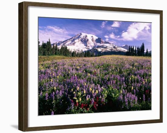 Wildflowers in Mt. Rainier National Park-Stuart Westmorland-Framed Photographic Print