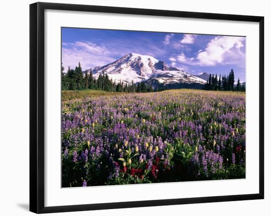 Wildflowers in Mt. Rainier National Park-Stuart Westmorland-Framed Photographic Print