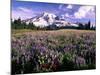 Wildflowers in Mt. Rainier National Park-Stuart Westmorland-Mounted Photographic Print