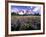 Wildflowers in Mt. Rainier National Park-Stuart Westmorland-Framed Photographic Print