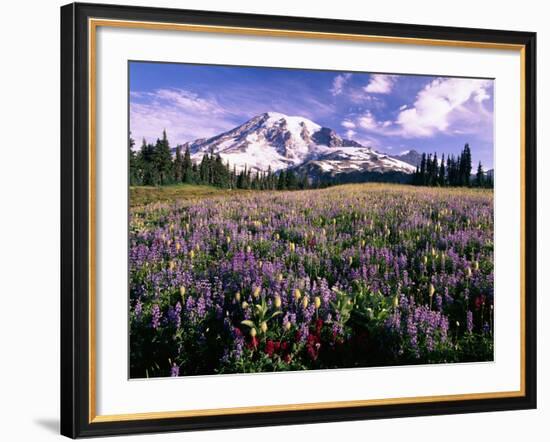 Wildflowers in Mt. Rainier National Park-Stuart Westmorland-Framed Photographic Print