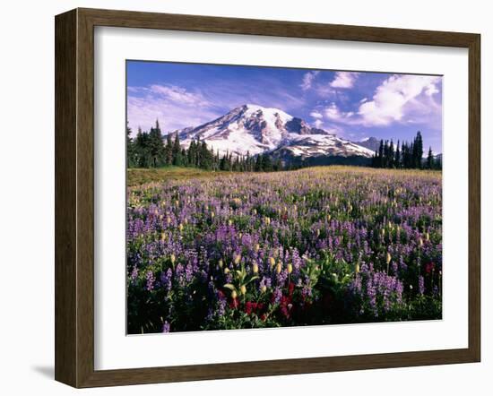 Wildflowers in Mt. Rainier National Park-Stuart Westmorland-Framed Photographic Print