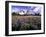 Wildflowers in Mt. Rainier National Park-Stuart Westmorland-Framed Photographic Print