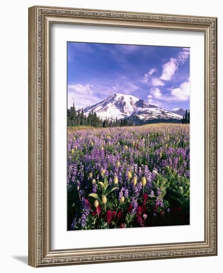 Wildflowers in Mt. Rainier National Park-Stuart Westmorland-Framed Photographic Print