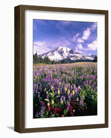 Wildflowers in Mt. Rainier National Park-Stuart Westmorland-Framed Photographic Print