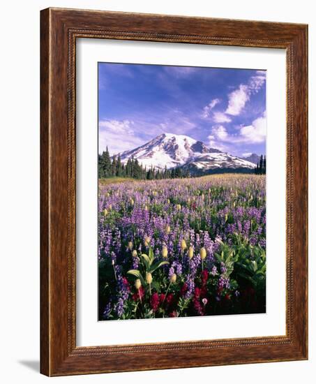 Wildflowers in Mt. Rainier National Park-Stuart Westmorland-Framed Photographic Print