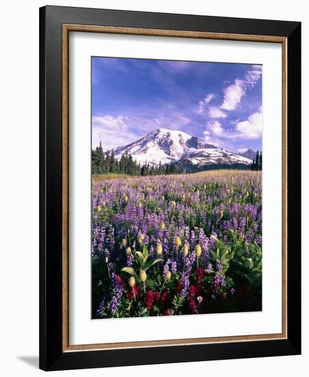 Wildflowers in Mt. Rainier National Park-Stuart Westmorland-Framed Photographic Print