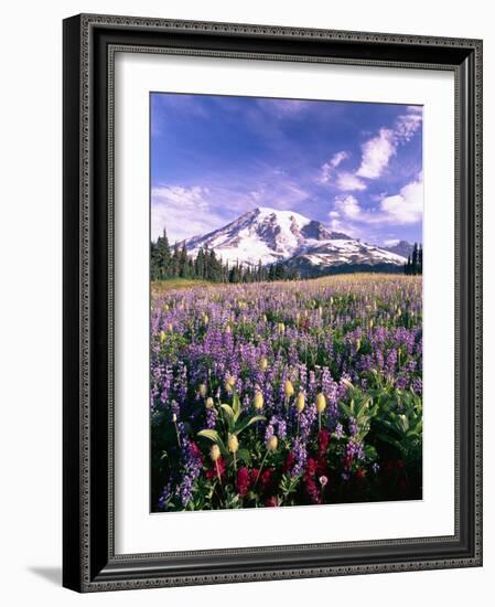 Wildflowers in Mt. Rainier National Park-Stuart Westmorland-Framed Photographic Print