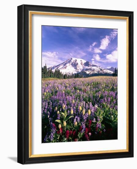 Wildflowers in Mt. Rainier National Park-Stuart Westmorland-Framed Photographic Print