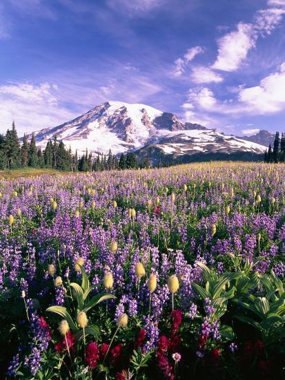 Wildflowers in Mt. Rainier National Park Photographic Print by Stuart ...
