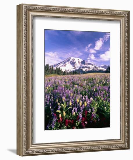 Wildflowers in Mt. Rainier National Park-Stuart Westmorland-Framed Photographic Print