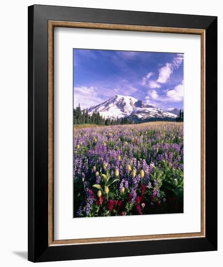 Wildflowers in Mt. Rainier National Park-Stuart Westmorland-Framed Photographic Print