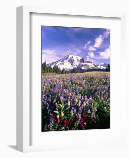 Wildflowers in Mt. Rainier National Park-Stuart Westmorland-Framed Photographic Print