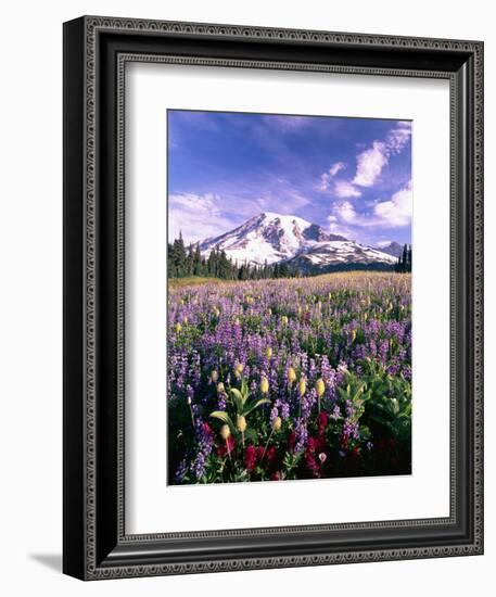 Wildflowers in Mt. Rainier National Park-Stuart Westmorland-Framed Photographic Print