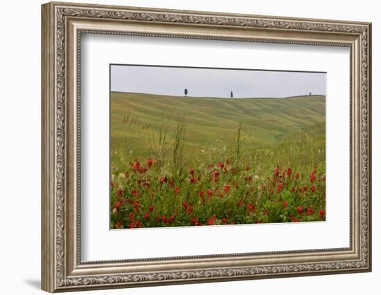 Wildflowers in Rolling Hills Landscape. Tuscany, Italy-Tom Norring-Framed Photographic Print