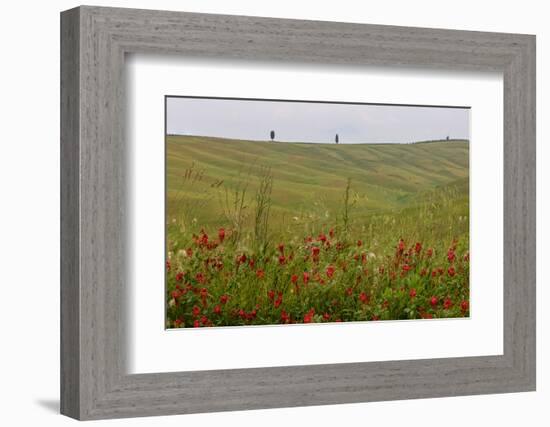 Wildflowers in Rolling Hills Landscape. Tuscany, Italy-Tom Norring-Framed Photographic Print