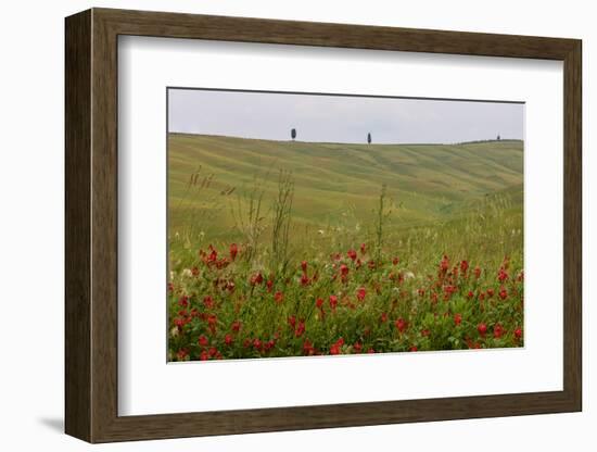 Wildflowers in Rolling Hills Landscape. Tuscany, Italy-Tom Norring-Framed Photographic Print
