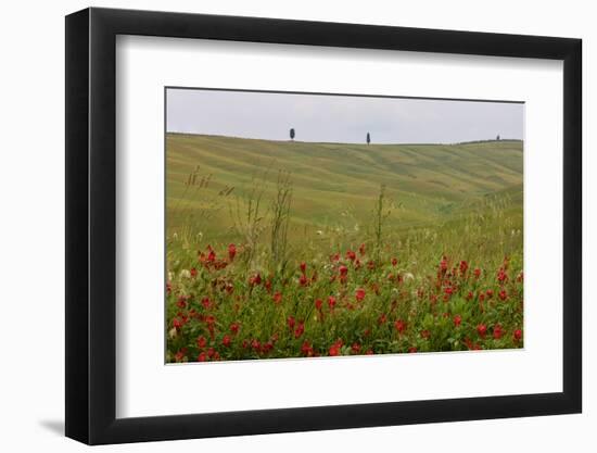 Wildflowers in Rolling Hills Landscape. Tuscany, Italy-Tom Norring-Framed Photographic Print