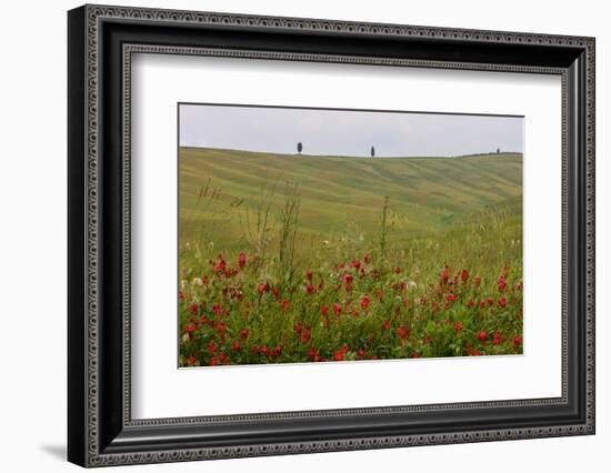 Wildflowers in Rolling Hills Landscape. Tuscany, Italy-Tom Norring-Framed Photographic Print