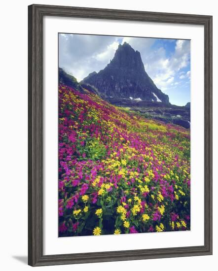 Wildflowers in Summer, Glacier National Park, Montana, USA-Christopher Talbot Frank-Framed Photographic Print