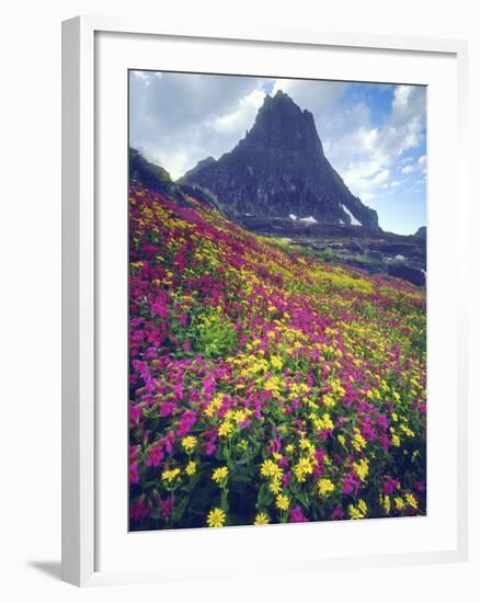 Wildflowers in Summer, Glacier National Park, Montana, USA-Christopher Talbot Frank-Framed Photographic Print