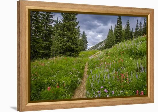 Wildflowers in the Albion Basin, Uinta Wasatch Cache Mountains, Utah-Howie Garber-Framed Premier Image Canvas