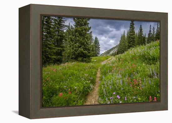 Wildflowers in the Albion Basin, Uinta Wasatch Cache Mountains, Utah-Howie Garber-Framed Premier Image Canvas