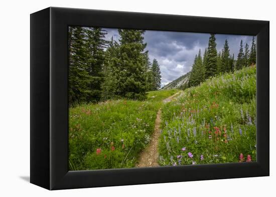 Wildflowers in the Albion Basin, Uinta Wasatch Cache Mountains, Utah-Howie Garber-Framed Premier Image Canvas