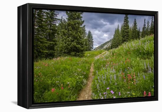 Wildflowers in the Albion Basin, Uinta Wasatch Cache Mountains, Utah-Howie Garber-Framed Premier Image Canvas