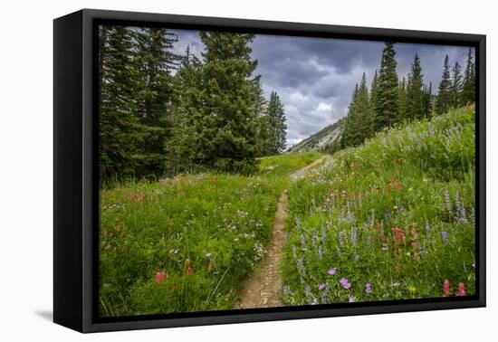 Wildflowers in the Albion Basin, Uinta Wasatch Cache Mountains, Utah-Howie Garber-Framed Premier Image Canvas