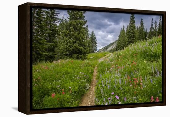 Wildflowers in the Albion Basin, Uinta Wasatch Cache Mountains, Utah-Howie Garber-Framed Premier Image Canvas