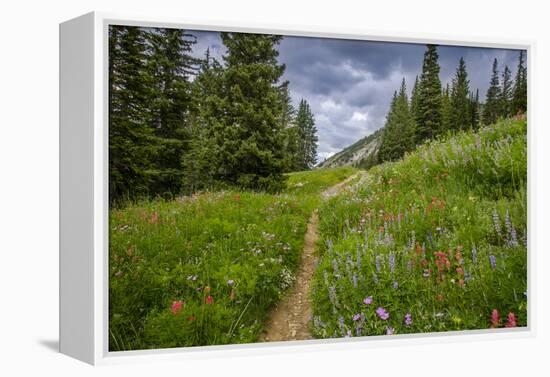 Wildflowers in the Albion Basin, Uinta Wasatch Cache Mountains, Utah-Howie Garber-Framed Premier Image Canvas