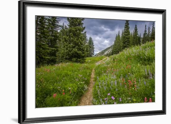 Wildflowers in the Albion Basin, Uinta Wasatch Cache Mountains, Utah-Howie Garber-Framed Photographic Print