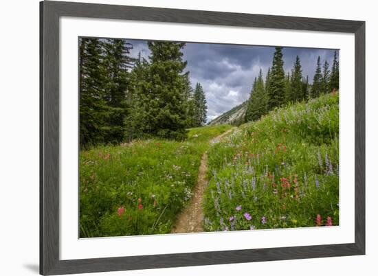 Wildflowers in the Albion Basin, Uinta Wasatch Cache Mountains, Utah-Howie Garber-Framed Photographic Print