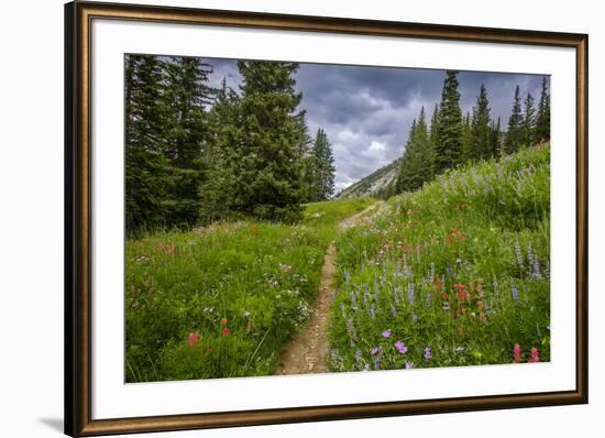 Wildflowers in the Albion Basin, Uinta Wasatch Cache Mountains, Utah-Howie Garber-Framed Photographic Print