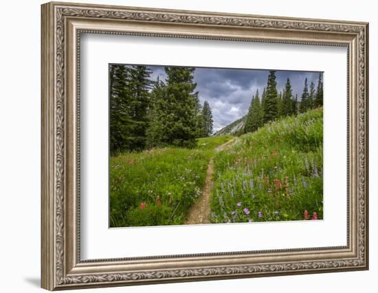 Wildflowers in the Albion Basin, Uinta Wasatch Cache Mountains, Utah-Howie Garber-Framed Photographic Print