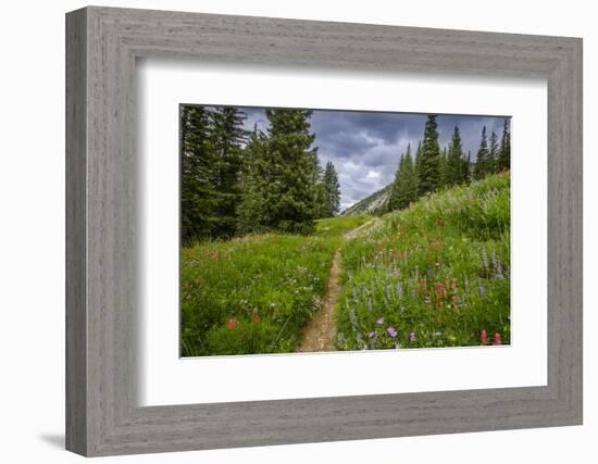 Wildflowers in the Albion Basin, Uinta Wasatch Cache Mountains, Utah-Howie Garber-Framed Photographic Print