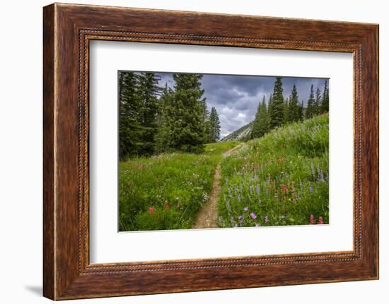 Wildflowers in the Albion Basin, Uinta Wasatch Cache Mountains, Utah-Howie Garber-Framed Photographic Print