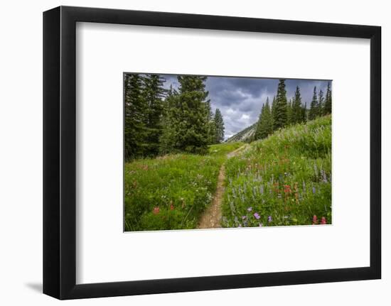 Wildflowers in the Albion Basin, Uinta Wasatch Cache Mountains, Utah-Howie Garber-Framed Photographic Print