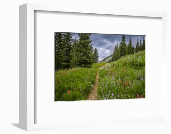 Wildflowers in the Albion Basin, Uinta Wasatch Cache Mountains, Utah-Howie Garber-Framed Photographic Print