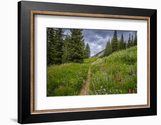 Wildflowers in the Albion Basin, Uinta Wasatch Cache Mountains, Utah-Howie Garber-Framed Photographic Print