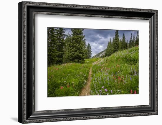 Wildflowers in the Albion Basin, Uinta Wasatch Cache Mountains, Utah-Howie Garber-Framed Photographic Print