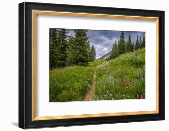 Wildflowers in the Albion Basin, Uinta Wasatch Cache Mountains, Utah-Howie Garber-Framed Photographic Print