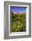 Wildflowers in the Cut Bank Valley of Glacier National Park, Montana, USA-Chuck Haney-Framed Photographic Print