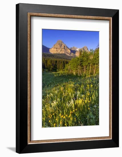 Wildflowers in the Cut Bank Valley of Glacier National Park, Montana, USA-Chuck Haney-Framed Photographic Print