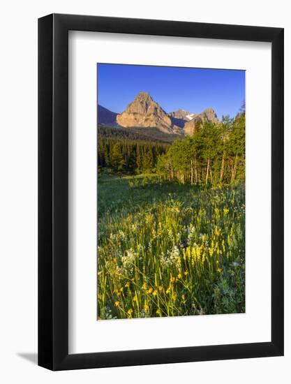 Wildflowers in the Cut Bank Valley of Glacier National Park, Montana, USA-Chuck Haney-Framed Photographic Print