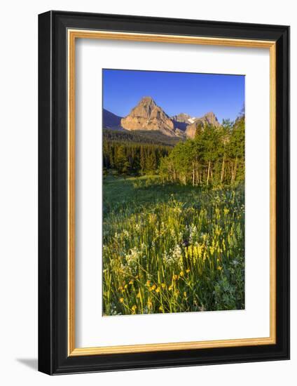 Wildflowers in the Cut Bank Valley of Glacier National Park, Montana, USA-Chuck Haney-Framed Photographic Print