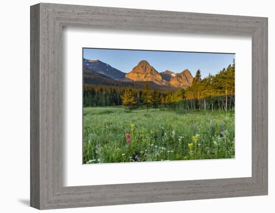 Wildflowers in the Cut Bank Valley of Glacier National Park, Montana, USA-Chuck Haney-Framed Photographic Print